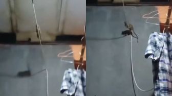 Tikus Masuk Rumah, Aksinya Bergelantungan di Kabel Kipas Viral