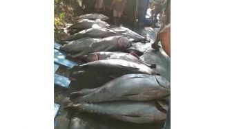 Ikan Tuna Berserakan di Jalan dan Dasar Jurang Pletes Sumbermanjing Malang, Ini Penyebabnya