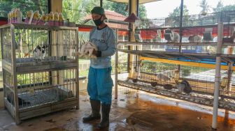 Petugas merawat kelinci di Taman Kelinci Bambu Apus, Jakarta Timur, Rabu (6/7/2022). [Suara.com/Alfian Winanto]