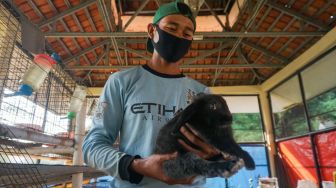 Petugas merawat kelinci di Taman Kelinci Bambu Apus, Jakarta Timur, Rabu (6/7/2022). [Suara.com/Alfian Winanto]
