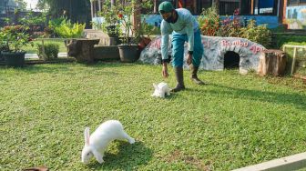 Petugas membawa kelinci ke lapangan untuk bermain di Taman Kelinci Bambu Apus, Jakarta Timur, Rabu (6/7/2022). [Suara.com/Alfian Winanto]