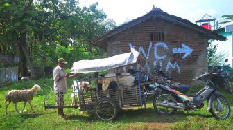 Penyedia jasa ojek kambing memasukkan kambing ke dalam keranjang di pasar hewan Jurang, Kudus, Jawa Tengah, Rabu (6/7/2022). ANTARA FOTO/Yusuf Nugroho
