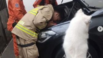 Lewat Gonggongan, Aksi Olaf Anjing Milik Sarah Gibson saat Bantu Selamatkan Kucing Terjebak di Kap Mobil