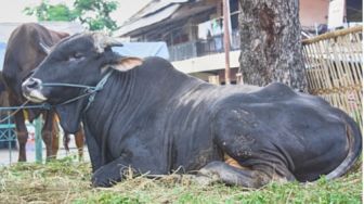 Viral Bocah Nangis Peluk Sapi Peliharaannya, Tak Rela Disembelih