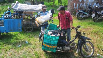 Penyedia jasa ojek kambing memasukkan kambing ke dalam keranjang di pasar hewan Jurang, Kudus, Jawa Tengah, Rabu (6/7/2022). ANTARA FOTO/Yusuf Nugroho
