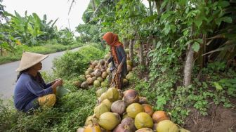 Pekebun di Kaltim Diajak Lakukan Diversifikasi Produk Olahan Kelapa Dalam