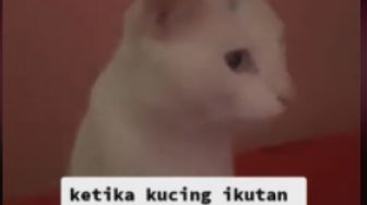 Kucing Ikut Manggut-manggut Saat Diajak Berghibah, Netizen Curiga: Kaya Dia Bukan Kucing Deh