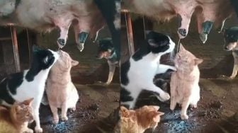 Kocak Banget! Tiga Kucing Ini Rebutan Minum Susu Langsung dari Sapi