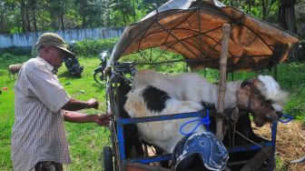 Penyedia jasa ojek kambing bersiap membawa kambing dengan gerobak di pasar hewan Jurang, Kudus, Jawa Tengah, Rabu (6/7/2022). ANTARA FOTO/Yusuf Nugroho
