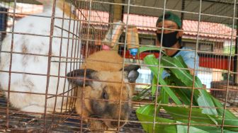 Petugas memberi makan kelinci di Taman Kelinci Bambu Apus, Jakarta Timur, Rabu (6/7/2022). [Suara.com/Alfian Winanto]