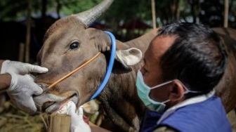 Pemkot Makassar Terjunkan 150 Orang Tim Pemeriksa Hewan Kurban