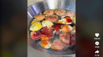 Viral Video Istri Goreng Puluhan Ekor Ikan Hias Discus Suami Gegara Kesal Kurang Perhatian: Katanya Seharga Mobil!