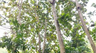 Pohon Jati, Salah Satu Potensi Sumber Daya Alam di Desa Todang-Todang
