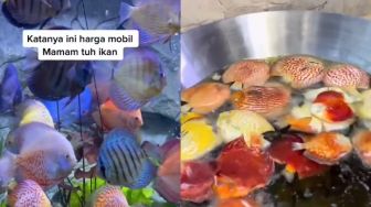 Cemburu Suami Sibuk dengan Hewan Peliharaan, Istri Goreng Ikan Seharga Mobil, Publik: Tutorial Menjanda