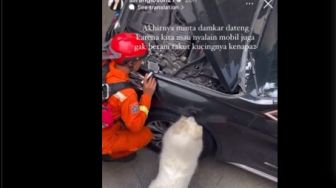 Aksi Anjing Peliharaan Bantu Damkar Temukan Kucing yang Nyangkut di Kap Mesin Mobil, Publik Salut!