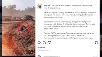 Sedih, Orangutan Terpaku Liat Alat Berat di Tambang Batu Bara Kutim, Tagar #saveorangutan Ramai