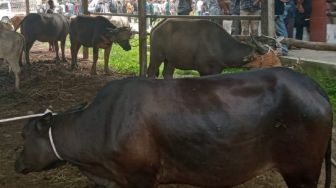 Berkurang dari Tahun Lalu, Pemkab Pidie Sembelih 81 Sapi Qurban