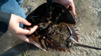 Peneliti memegang kepiting tapal kuda di Cagar Alam Ekologi dan Peternakan James di Ocean View, Delaware, Amerika Serikat, Kamis (16/6/2022). [Bastien INSAURRALDE / AFP]