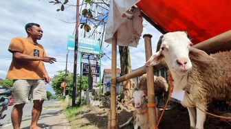 Pedagang: Kambing dari Jawa Masuk ke Bali Bayar Rp250 Ribu per Ekor, Kami Keberatan