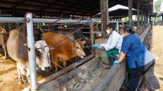 Petugas memeriksa kesehatan hewan kurban di Rumah Pemotongan Hewan (RPH) Perumda Dharma Jaya, Cakung, Jakarta Timur, Jumat (8/7/2022). [Suara.com/Alfian Winanto]