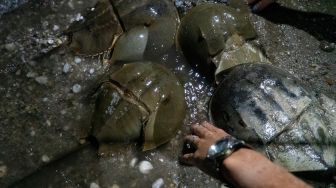 Peneliti melakukan survei pemijahan kepiting tapal kuda di pantai di Area Konservasi Ted Harvey di Dover, Delaware, Amerika Serikat, Jumat (17/6/2022). [Bastien INSAURRALDE / AFP]