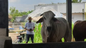 Sudah Dipilih, Sapi Kurban Jokowi di Riau Berbobot 835 Kg asal Pekanbaru