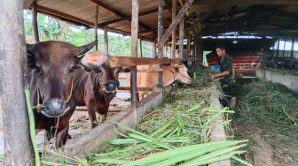 Ratusan Sapi di Batam Terserang PMK Dikarantina 14 Hari, DP2KH Stop Terima Hewan Ternak dari Lampung