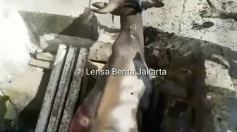 Sapi Kurban Terperosok Parit  di Cengkareng, Petugas Damkar Turun Tangan