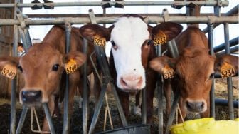 Sembelih Sapi Kurban 74 Ekor, Tiap Keluarga di Desa Terpencil Banjarnegara Dapat Satu Keranjang Daging