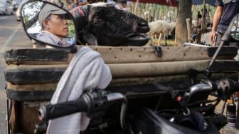 Penyedia jasa ojek kambing membawa kambing kurban menggunakan becak di Sukasari, Kota Tangerang, Banten, Sabtu (9/7/2022). [ANTARA FOTO/Fauzan/aww]