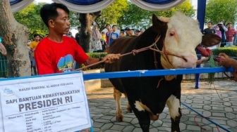 Sapi Kurban Presiden Joko Widodo di Masjid Al Akbar Surabaya Berbobot 1,2 Ton