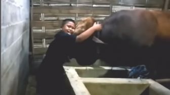 Video Haru, Seorang Bocah Menangis Tersedu-sedu Peluk Sapi Miliknya Jelang Idul Adha