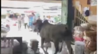 Detik-detik Sapi Qurban Kabur Masuk ke Pasar Argosari, Warga Panik