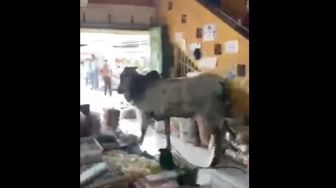 Heboh Sapi Kurban Mengamuk dan Masuk Toko Bumbu Masakan, Komentar Warganet Kocak