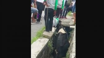 Sampai Berhentikan Lalu Lintas, Sapi Kurban di Bandung Ngamuk hingga Terpaksa Disembelih di Dalam Selokan