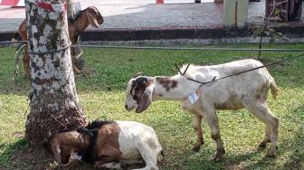 Masjid Agung Batam Diberi 3 Kambing Kurban dari Warga Muslim Singapura