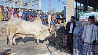 Presiden Jokowi Sumbang Sapi Kurban di Kabupaten Tegal, Beratnya Hampir Satu Ton