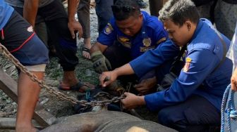 Hendak Disembelih, Sapi di Mojosongo Solo Tercebur Sumur Sedalam 12 Meter, Dievakuasi Sudah Mati