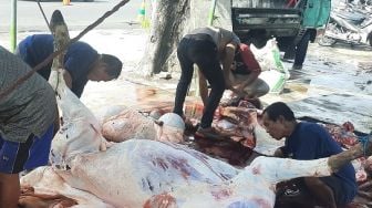 Ratusan Hewan Kurban di Bantul Terkena Cacing Hati