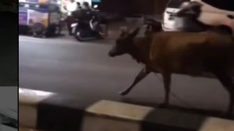 Sapi Kurban Kabur Masuk Pasar Argosari, Rumah Mewah Rp500 Juta Dirobohkan