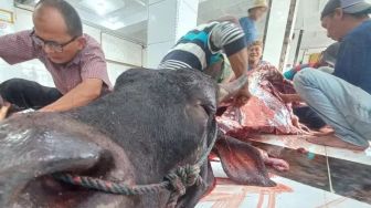 800 Ekor Sapi Plus 100 Kambing Kurban Dipotong di Bukittinggi, Tersebar di Seluruh Masjid dan Musala