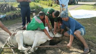 2 Ekor Sapi Kurban untuk Warga Binaan Lapas Ketapang