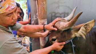 Petugas Temukan Cacing Hati pada 3 Sapi Kurban di Pasar Rebo, Sudah Tidak Layak Konsumsi