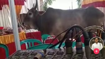 Viral Sapi Mengamuk di Acara Pernikahan Pengunjung Kabur, Warganet: Kiriman Mantan