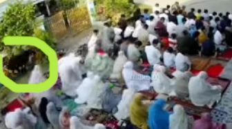 Video Detik-detik Sapi Kurban Ngamuk Bikin Batal Shalat Idul Adha di Padang, Jemaah Berhamburan di Menit Terakhir