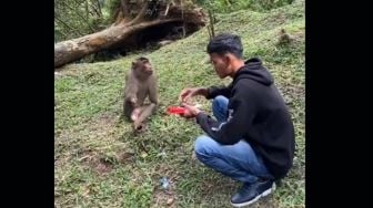 Viral Video Monyet Tangan-Kaki Buntung Diduga Dibacok Bikin Sedih, Nitizen Dibuat Murka