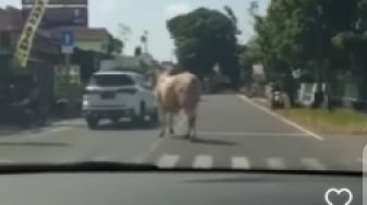 Viral Sapi Kurban di Klaten Kabur, Berhasil Dijinakan Gegara Ini