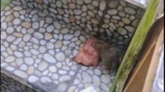 Seekor Tikus Kepergok Bawa Kabur Sepotong Daging Besar, Warganet: Kaya di Film Ratatouille