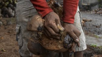 Pekerja mengupas kelapa di Kampung Margaluyu, Kabupaten Ciamis, Jawa Barat, Selasa (12/7/2022). ANTARA FOTO/Adeng Bustomi