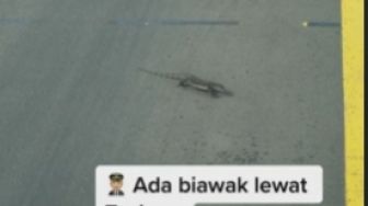 Detik-detik Penerbangan Nyaris Batal Gegara Ada Seekor Biawak Melintas di Area Taxiway